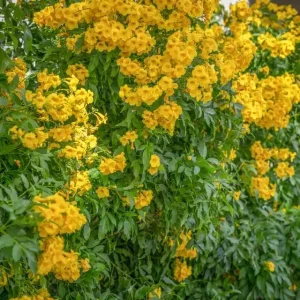 Yellow Bells Tecoma Stans Live Plants, 2 Pack, 5-9 Inch Bare Root, Outdoor Shrub - Image 2