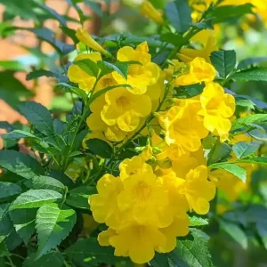 Yellow Bells Tecoma Stans Live Plants, 2 Pack, 5-9 Inch Bare Root, Outdoor Shrub - Image 3