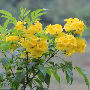 Yellow Bells Tecoma Stans Live Plants, 2 Pack, 5-9 Inch Bare Root, Outdoor Shrub - Image 1