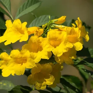 Yellow Bells Tecoma Stans Live Plants, 2 Pack, 5-9 Inch Bare Root, Outdoor Shrub - Image 4