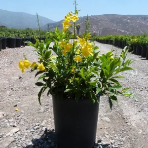 Yellow Bells Tecoma Stans Live Plants, 2 Pack, 5-9 Inch Bare Root, Outdoor Shrub - Image 5