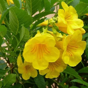 Yellow Bells Tecoma Stans Live Plants, 2 Pack, 5-9 Inch Bare Root, Outdoor Shrub - Image 6