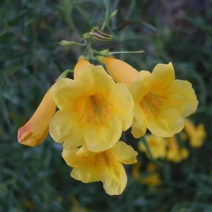 Yellow Bells Tecoma Stans Live Plants, 2 Pack, 5-9 Inch Bare Root, Outdoor Shrub - Image 7