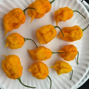 Yellow Carolina Reaper Live Plants - 3 Pack, Super Hot Pepper, 75+ Day Old, Outdoor - Image 2