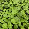 Yellow Carolina Reaper Live Plants - 3 Pack, Super Hot Pepper, 75+ Day Old, Outdoor - Image 1