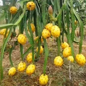 Yellow Dragon Fruit Live Plant - 0.5 Gallon Pot - Hylocereus Megalanthus - Image 2