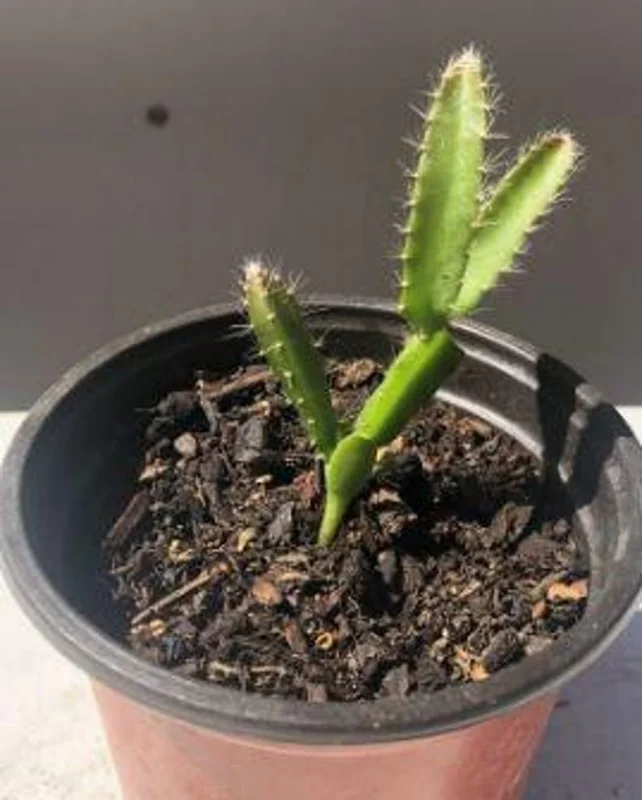 Yellow Dragon Fruit Live Plant - 0.5 Gallon Pot - Hylocereus Megalanthus - Image 3