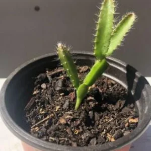 Yellow Dragon Fruit Live Plant - 4in Pot - Sweet & Exotic - Image 3