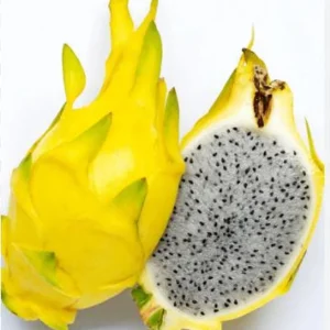 Yellow Dragon Fruit Live Plant - 4in Pot - Sweet & Exotic - Image 1