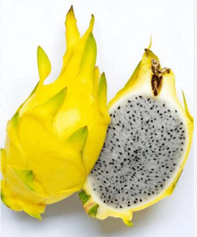 Yellow Dragon Fruit Live Plant - 4in Pot - Sweet & Exotic - Image 1