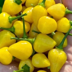 Yellow Jelly Bean Fire Super Hot Chili Live Plants - 3 Pack, 4-8 inches, Outdoor - Image 1