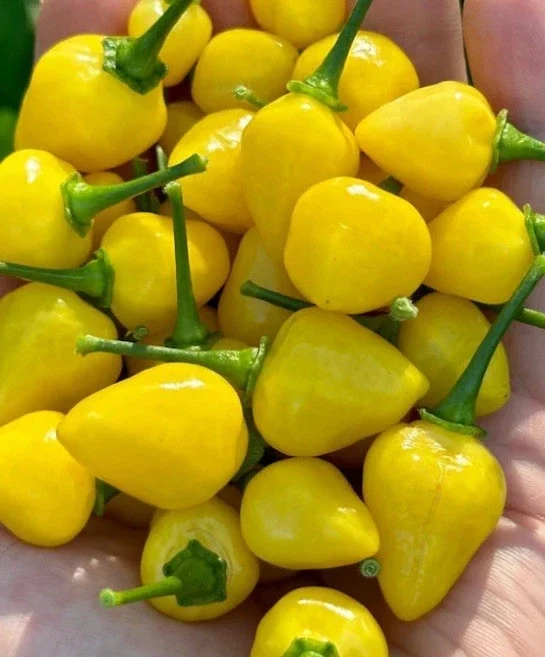Yellow Jelly Bean Fire Super Hot Chili Live Plants - 3 Pack, 4-8 inches, Outdoor - Image 1