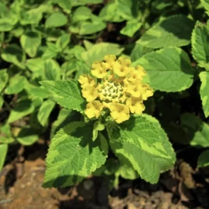 Yellow Lantana Live Plant - Variegated Lemon Foliage - 5-9