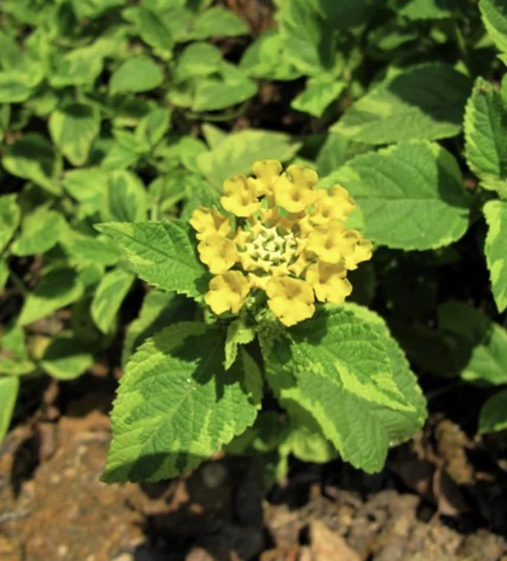 Yellow Lantana Live Plant - Variegated Lemon Foliage - 5-9" Tall - Pack of 2 - Image 2