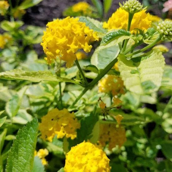 Yellow Lantana Live Plant - Variegated Lemon Foliage - 5-9" Tall - Pack of 2 - Image 3