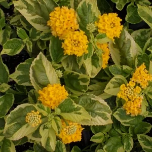 Yellow Lantana Live Plant - Variegated Lemon Foliage - 5-9