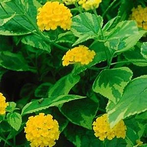 Yellow Lantana Live Plant - Variegated Lemon Foliage - 5-9" Tall - Pack of 2 - Image 1
