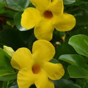 Yellow Mandevilla Live Plants 5-9