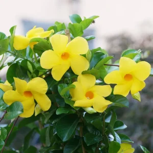 Yellow Mandevilla Live Plants 5-9