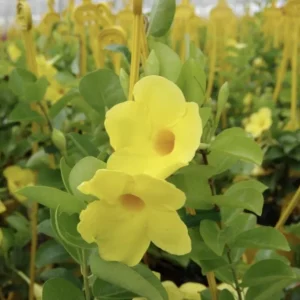 Yellow Mandevilla Live Plants 5-9