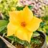 Yellow Mandevilla Live Plants 5-9" - Pack of 2 Tropical Rocktrumpet Vine for Sun - Image 1