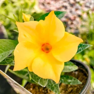 Yellow Mandevilla Live Plants 5-9" - Pack of 2 Tropical Rocktrumpet Vine for Sun - Image 1