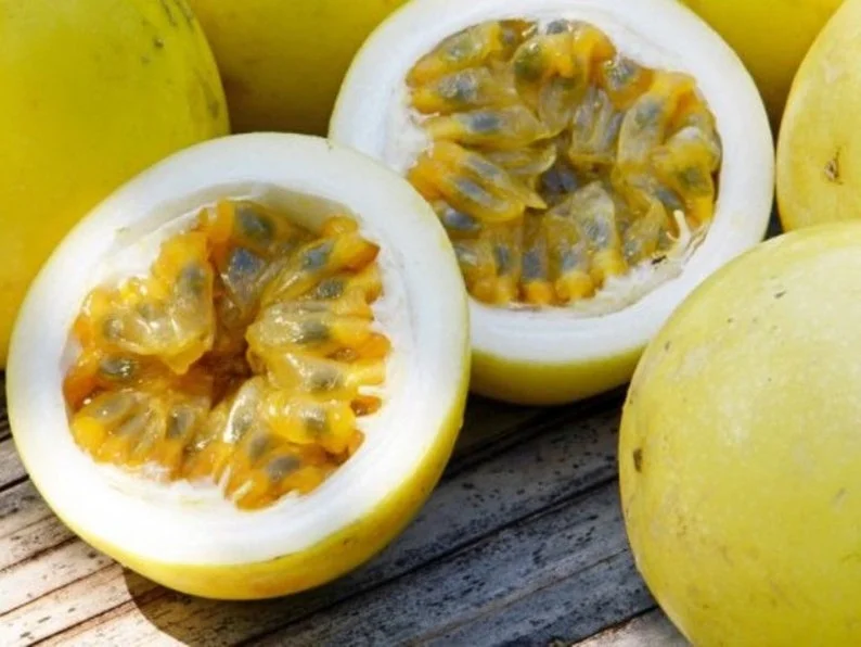 Yellow Passion Fruit Live Plant – 4 inch Pot – Tropical Edible Vine - Image 2
