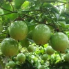 Yellow Passion Fruit Live Plant – 4 inch Pot – Tropical Edible Vine - Image 1