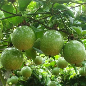 Yellow Passion Fruit Live Plant – 4 inch Pot – Tropical Edible Vine - Image 1