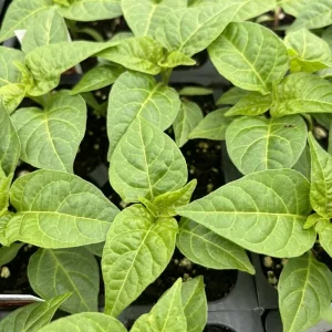 Yellow Scotch Bonnet Chili Live Plant – Super Hot Pepper – 3-Pack – 4-8 inches tall – Indoor/Outdoor - Image 1