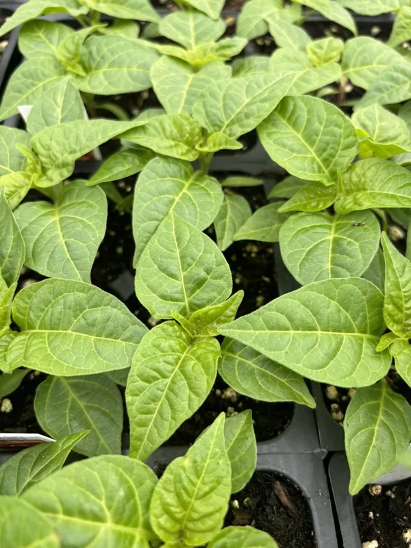 Yellow Scotch Bonnet Chili Live Plant – Super Hot Pepper – 3-Pack – 4-8 inches tall – Indoor/Outdoor - Image 1