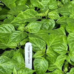 Yinzer Golden Ghost Pepper Live Plant - 3 Pack Super Hot Chili, 4-8 Inch Tall - Image 2
