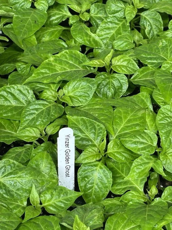 Yinzer Golden Ghost Pepper Live Plant - 3 Pack Super Hot Chili, 4-8 Inch Tall - Image 2