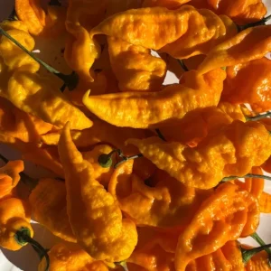 Yinzer Golden Ghost Pepper Live Plant - 3 Pack Super Hot Chili, 4-8 Inch Tall - Image 1