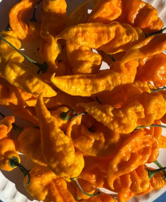Yinzer Golden Ghost Pepper Live Plant - 3 Pack Super Hot Chili, 4-8 Inch Tall - Image 1