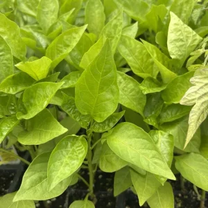 Yolo Wonder Bell Pepper Live Plant - Set of 3 Sweet Pepper Plants - Outdoor - Image 2