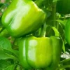 Yolo Wonder Bell Pepper Live Plant - Set of 3 Sweet Pepper Plants - Outdoor - Image 1