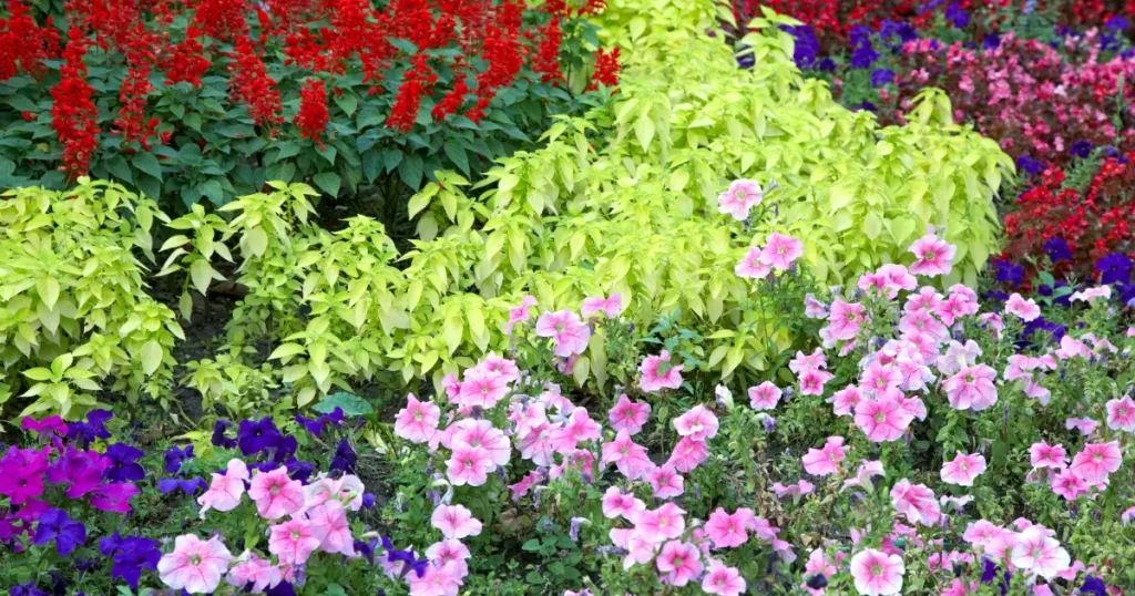10 Red White and Blue Flowers Best Flowers for a Patriotic Garden