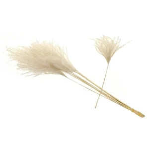 12 Organic Dried Pampas Grass - Miscanthus Gracillimus Ornamental Decor 20-24