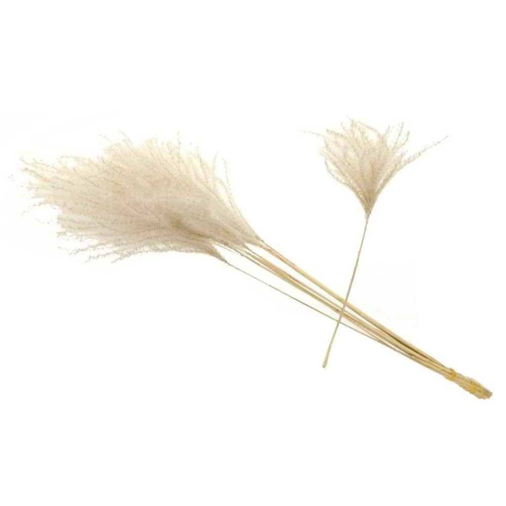 12 Organic Dried Pampas Grass - Miscanthus Gracillimus Ornamental Decor 20-24" - Image 2