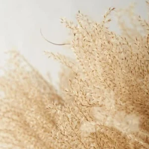 12 Organic Dried Pampas Grass - Miscanthus Gracillimus Ornamental Decor 20-24