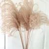 12 Organic Dried Pampas Grass - Miscanthus Gracillimus Ornamental Decor 20-24" - Image 1