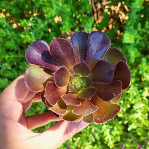 2 inch Aeonium Arboreum Atropurpureum Live Plant - Dark Purple Succulent - Image 2