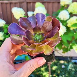 2 inch Aeonium Arboreum Atropurpureum Live Plant - Dark Purple Succulent - Image 3