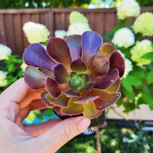 2 inch Aeonium Arboreum Atropurpureum Live Plant - Dark Purple Succulent - Image 4