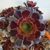 2 inch Aeonium Arboreum Atropurpureum Live Plant - Dark Purple Succulent - Image 1