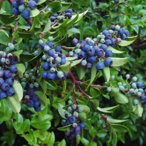 2 Pack Black Huckleberry Live Plant – Sweet Edible Berries – 3 Inch Pot Outdoor Shrub - Image 5