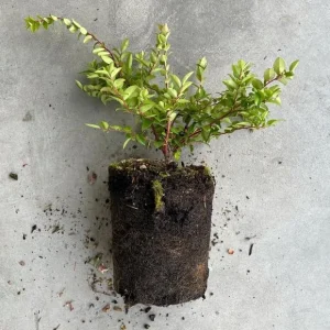 2 Pack Black Huckleberry Live Plant – Sweet Edible Berries – 3 Inch Pot Outdoor Shrub - Image 6