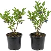 2 Pack Black Huckleberry Live Plant – Sweet Edible Berries – 3 Inch Pot Outdoor Shrub - Image 1