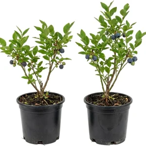 2 Pack Black Huckleberry Live Plant – Sweet Edible Berries – 3 Inch Pot Outdoor Shrub - Image 1